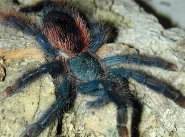 圭亚那粉红趾身份信息