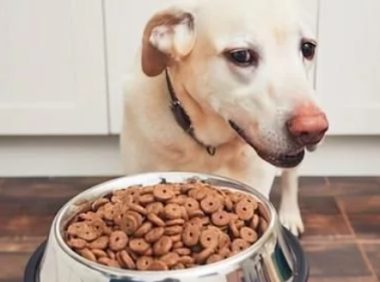 狗子挑食的深层次原因你知道吗?