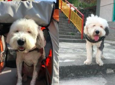 九岁老狗身体一落千丈，主人带它最后一次去旅游，诸多网民被打动