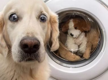 把狗玩具拿来洗刷刷，扭头见到一头望穿秋水的耗子…