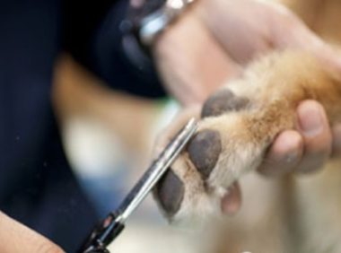 训狗训犬教程：怎么正确的帮狗狗剪指甲