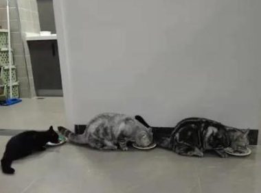 女子被宠物猫咬伤险些截肢，医生提醒：三伏天不要“逗狗撸猫”