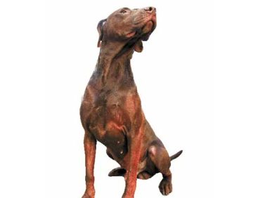 小野猪大闹西子宾馆，杜宾犬“泰森”出马降野猪