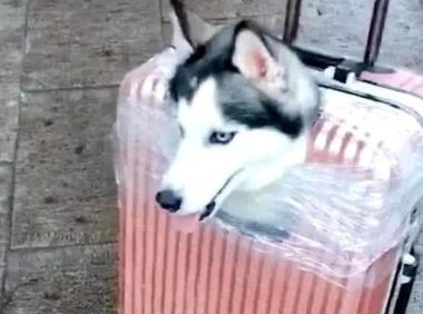 女生拉着一个狗头行李箱，还认为是摆放，凑近一瞧禁不住翻眼