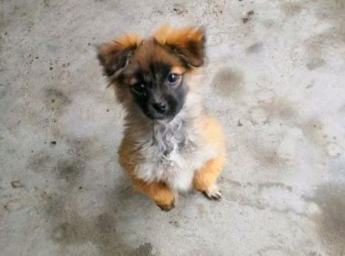 天黑了时流浪狗跟伴随着女生不离开，见到它发嗲的样子，更不忍心离开