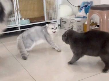 两只猫咪在吵架,没想到狗狗主动走到它们中间劝架,高情商呀