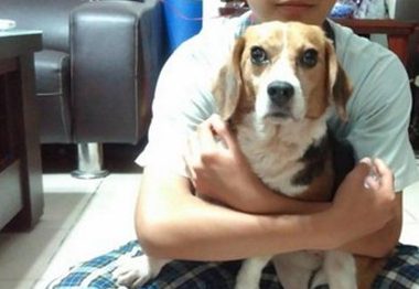 狗狗2年间被打了200多针 看见人就会抬起腿