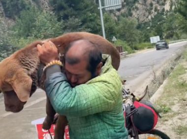 男子骑行路上遇到大型流浪狗,决定带它一起走