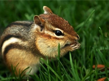 金花鼠身份信息