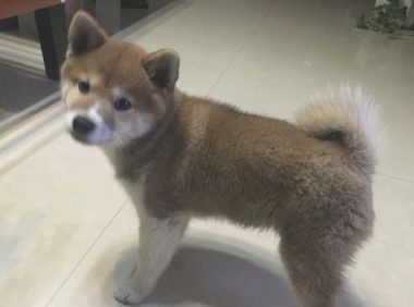 柴犬家里烦闷,它忙里偷闲科学研究起“体操”,狗:主题活动骨筋!