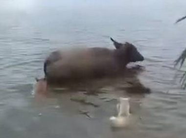 2只土狗下河欺负水牛，牛妈护子心切出招，网友：不死也得残