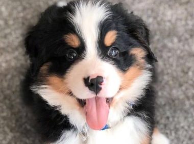 近100斤大狗却跟宝宝一样，爱跟主人牵手！这大爪子看着好舒服！