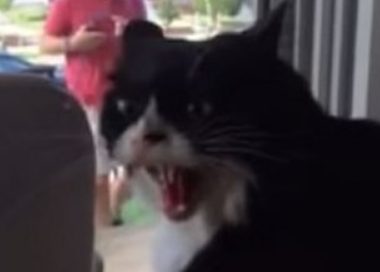 宠物猫对新狗狗非常不满 气得龇牙咧嘴