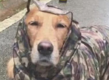 雨天的小狗造型,而二哈还是那麼吸引人的目光,果真不同寻常!