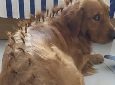 留女儿和金毛单独在家，回家一看：当狗也不容易