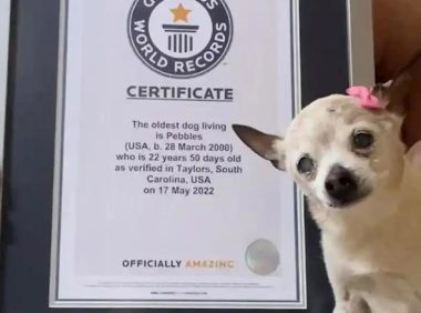 吉尼斯世界纪录官方认证!全球最年长的狗去世:终年22岁