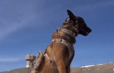 军犬因撒娇火遍全网,亲亲贴贴还偷偷牵手…网友:训导员可真帅!
