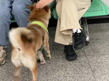 走丢柴犬误闯进地铁站，工作人员找到后抱它离开，像明星