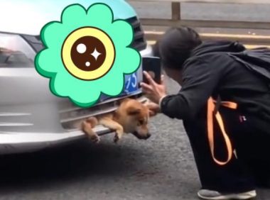 云南:宠物狗被撞进汽车保险杠,主人难受痛哭