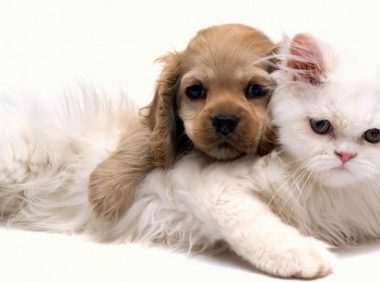 动物狗和猫的欢乐时光 | 融化的爱:可爱狗狗和萌猫的快乐生活