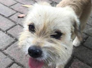 狗狗天天风里来雨里去,女孩忽然间心疼了,听了保安的话无语了