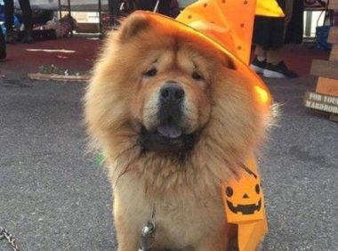 关西空港捕获狮子王 原来是超呆萌鬆狮犬