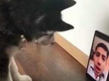 狗狗和主人开视频,狗狗太过思恋主人抚摩显示屏,主人欣慰十分