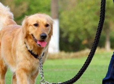 丢失半月的金毛即将被送上餐桌,主人持狗证赶到救下,晚一步悔矣