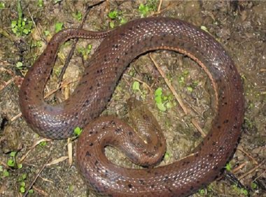 中国水蛇身份信息