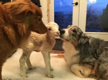 虚弱小羊被妈妈遗弃 却在农场里遇见温暖狗妈妈