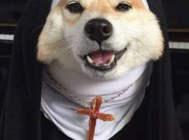 铲屎官脑洞大开,柴犬变修女,这邪魅一笑太帅了!