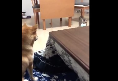 主人训练柴犬捡玩具,结果猫咪玩的不亦乐乎,狗狗则一脸茫然