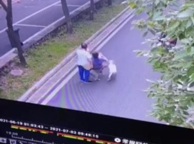 老人被未拴绳宠物狗绊倒受伤，不文明养犬行为再次引发网友热议