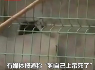 安徽一老太被邻家狗咬死,肇事狗竟“上吊自杀”?村主任回应亮了