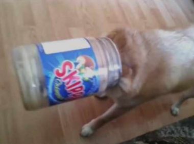 柴犬偷食物品被发觉，結果悲剧了，主人看过都禁不住哈哈大笑！