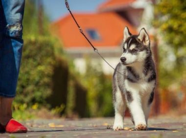 谨慎选择遛狗方式，有些主人认为好的遛狗方式，狗狗可能不喜欢
