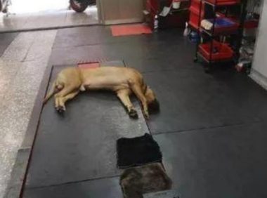 主人回家了发觉狗子头竖直朝下，认为它死了了，走以往一看笑喷了