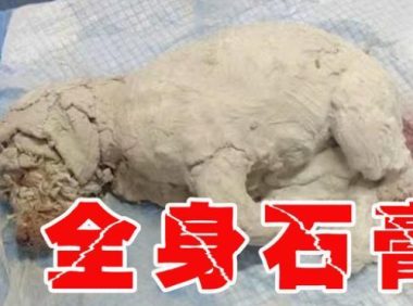 3月大幼犬被浑身涂满石膏虐待，视网膜被烧毁，肇事者还嚣张挑衅
