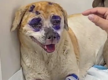 狗狗在灶坑里睡觉，主人没发现还往里面添柴火，烧伤后可怜又好笑