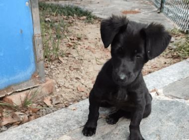 流浪狗因被男住户天天举报投诉,物业不得不抓走它,静待好人领走