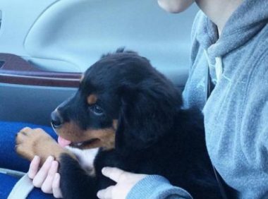 82岁婆婆只爱拉布拉多，但跟“猛犬”住了一段时间，立刻沦陷！