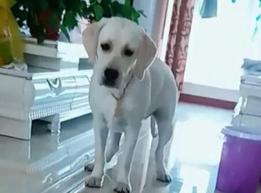 小狗初遇家鸭很慌乱,逃跑中途遭“冷脸”,小狗一脸憋屈