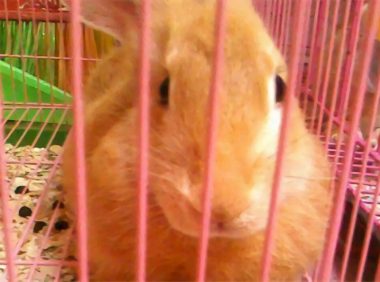 柏鲁美路兔身份信息