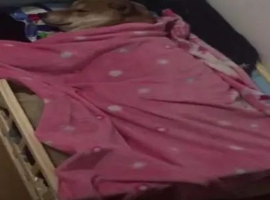 网友给柴犬买了一张小床,狗狗每天准时上床睡觉,可爱的像个孩子