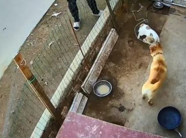 男子听到狗叫声后来到笼子前，发现多了1只狗，看监控后心情复杂