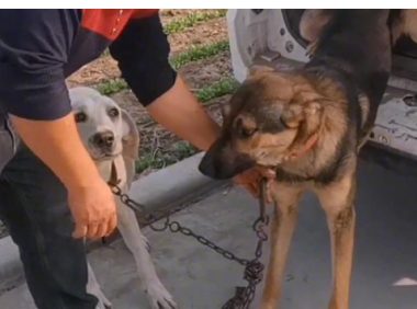 拉布拉多绕着德牧转,可德牧还是800上狗肉车,大哥:三天没喂了