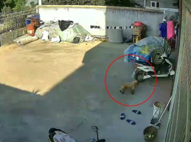 养了2年的狗狗意外走失，一年后自己找回家，它从没忘记回家的路