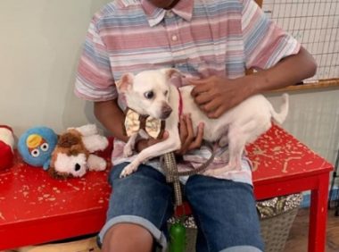 为协助收容所貓狗被領养，12岁男孩儿灵机一动，妙计神助功！