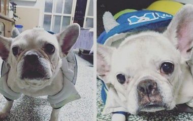 斗牛犬看见疑似前主人的背影 发现认错后失望流泪