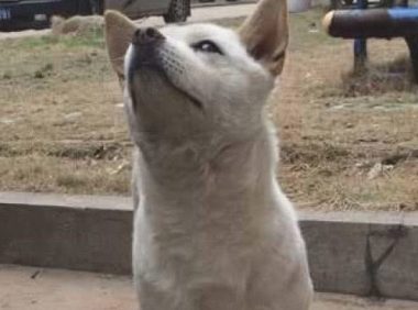 小狗摆出一幅傲骄样，女人拿几片肉给它后，小狗立刻变为条逗b汪